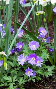 Anemone blanda 'Blue Shades' geen maat specificatie 0,55L/P9cm