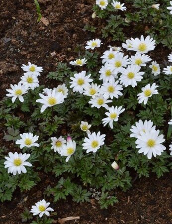 Anemone blanda 'White Splendour' geen maat specificatie 0,55L/P9cm - afbeelding 3