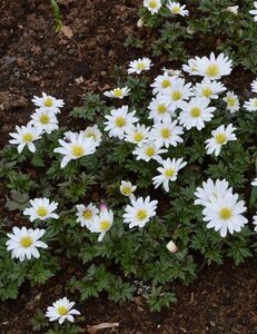 Anemone blanda 'White Splendour' geen maat specificatie 0,55L/P9cm - afbeelding 3