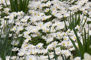 Anemone blanda 'White Splendour' geen maat specificatie 0,55L/P9cm