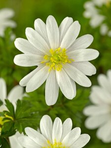 Anemone blanda 'White Splendour' geen maat specificatie 0,55L/P9cm - afbeelding 3