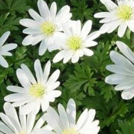 Anemone blanda 'White Splendour' geen maat specificatie 0,55L/P9cm - afbeelding 4