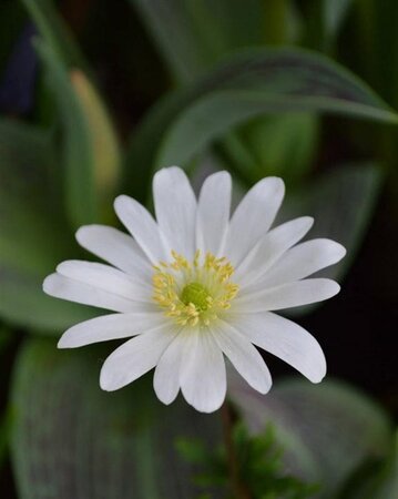 Anemone blanda 'White Splendour' geen maat specificatie 0,55L/P9cm - afbeelding 4