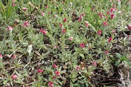 Antennaria dioica 'Rubra' geen maat specificatie 0,55L/P9cm - afbeelding 1