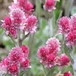 Antennaria dioica 'Rubra' geen maat specificatie 0,55L/P9cm
