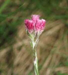 Antennaria dioica 'Rubra' geen maat specificatie 0,55L/P9cm - afbeelding 4