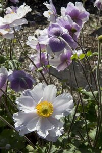 Anemone Dreaming Swan geen maat specificatie 0,55L/P9cm