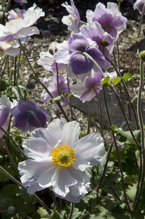 Anemone Dreaming Swan geen maat specificatie 0,55L/P9cm - image 1
