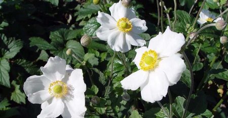 Anemone hyb. 'Andrea Atkinson' geen maat specificatie 0,55L/P9cm - afbeelding 2