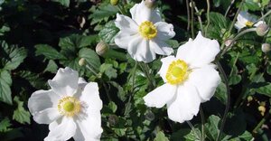 Anemone hyb. 'Andrea Atkinson' geen maat specificatie 0,55L/P9cm - afbeelding 2