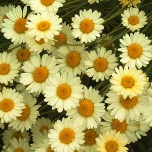 Anthemis hyb. 'E.C. Buxton' geen maat specificatie 0,55L/P9cm