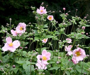 Anemone hyb. 'Elegans' geen maat specificatie 0,55L/P9cm - afbeelding 2