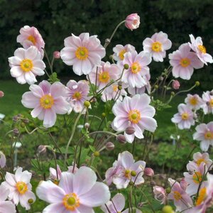 Anemone hyb. 'Elegans' geen maat specificatie 0,55L/P9cm - afbeelding 3