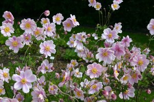 Anemone hyb. 'Elegans' geen maat specificatie 0,55L/P9cm