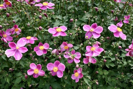 Anemone hyb. 'Hadspen Abundance' geen maat specificatie 0,55L/P9cm - afbeelding 2