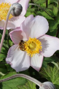 Anemone hyb. 'Hadspen Abundance' geen maat specificatie 0,55L/P9cm - afbeelding 4