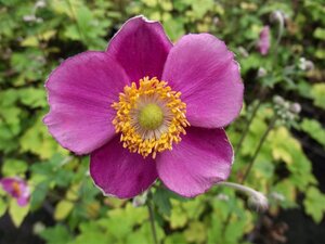 Anemone hyb. 'Hadspen Abundance' geen maat specificatie 0,55L/P9cm - afbeelding 1