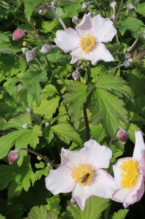 Anemone hyb. 'Hadspen Abundance' geen maat specificatie 0,55L/P9cm - afbeelding 2