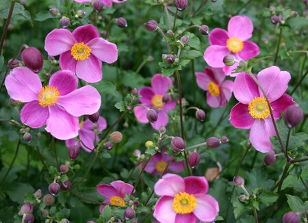 Anemone hyb. 'Hadspen Abundance' geen maat specificatie 0,55L/P9cm - afbeelding 3