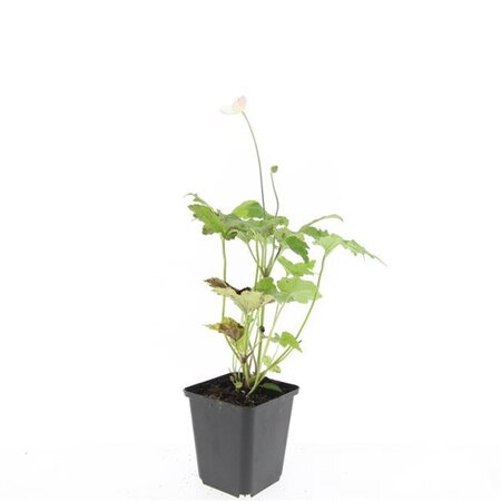 Anemone hyb. 'Honorine Jobert' geen maat specificatie 0,55L/P9cm - afbeelding 4