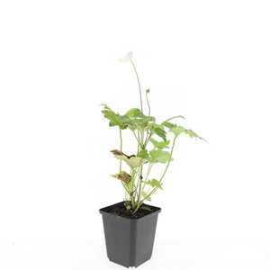 Anemone hyb. 'Honorine Jobert' geen maat specificatie 0,55L/P9cm - afbeelding 4