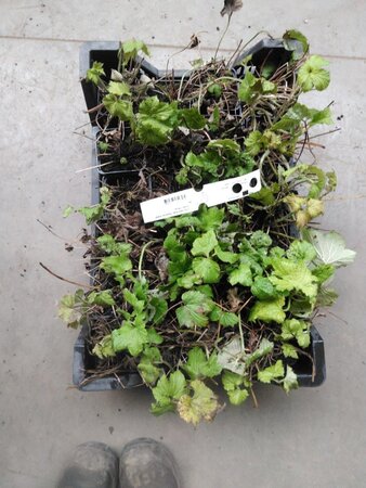 Anemone hyb. 'Honorine Jobert' geen maat specificatie 0,55L/P9cm - afbeelding 2