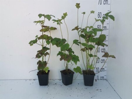 Anemone hyb. 'Honorine Jobert' geen maat specificatie 0,55L/P9cm - afbeelding 20