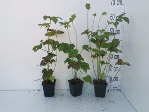 Anemone hyb. 'Honorine Jobert' geen maat specificatie 0,55L/P9cm - afbeelding 20