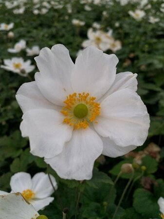 Anemone hyb. 'Honorine Jobert' geen maat specificatie 0,55L/P9cm - afbeelding 2