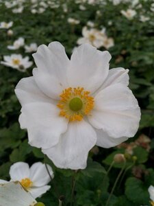 Anemone hyb. 'Honorine Jobert' geen maat specificatie 0,55L/P9cm - afbeelding 2