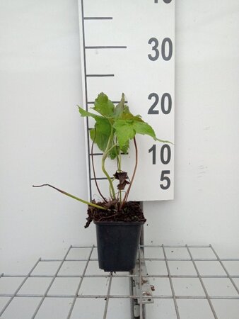 Anemone hyb. 'Honorine Jobert' geen maat specificatie 0,55L/P9cm - afbeelding 16