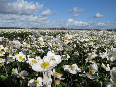 Anemone hyb. 'Honorine Jobert' geen maat specificatie 0,55L/P9cm - afbeelding 2