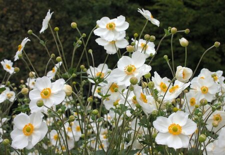 Anemone hyb. 'Honorine Jobert' geen maat specificatie 0,55L/P9cm - afbeelding 9