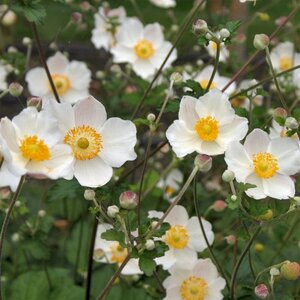 Anemone hyb. 'Honorine Jobert' geen maat specificatie 0,55L/P9cm - afbeelding 8
