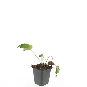 Anemone hyb. 'Honorine Jobert' geen maat specificatie 0,55L/P9cm - afbeelding 5