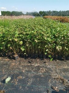 Anemone hyb. 'Honorine Jobert' geen maat specificatie 0,55L/P9cm - afbeelding 12