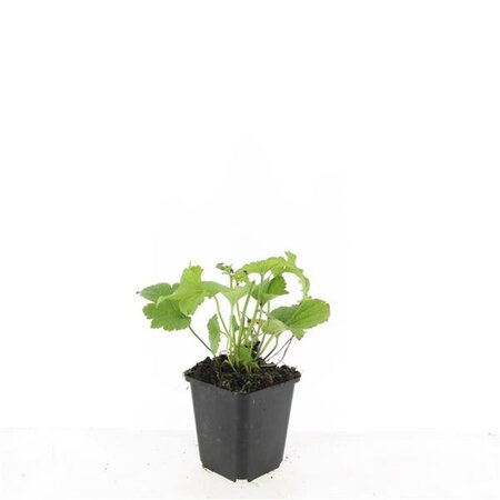 Anemone hyb. 'Honorine Jobert' geen maat specificatie 0,55L/P9cm - afbeelding 7