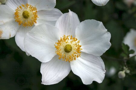 Anemone hyb. 'Honorine Jobert' geen maat specificatie 0,55L/P9cm - afbeelding 4