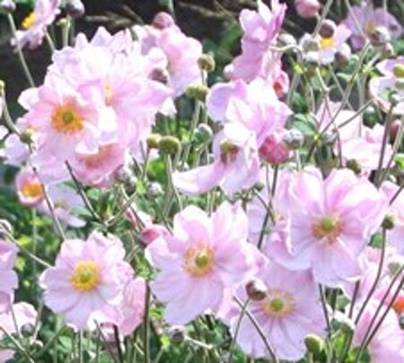 Anemone hyb. 'Königin Charlotte' geen maat specificatie 0,55L/P9cm - afbeelding 2