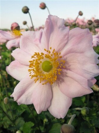Anemone hyb. 'Königin Charlotte' geen maat specificatie 0,55L/P9cm - afbeelding 2