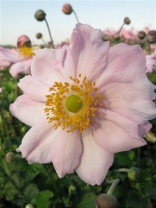 Anemone hyb. 'Königin Charlotte' geen maat specificatie 0,55L/P9cm - afbeelding 2