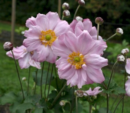 Anemone hyb. 'Königin Charlotte' geen maat specificatie 0,55L/P9cm - afbeelding 3