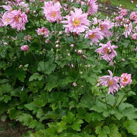 Anemone hyb. 'Königin Charlotte' geen maat specificatie 0,55L/P9cm - afbeelding 4