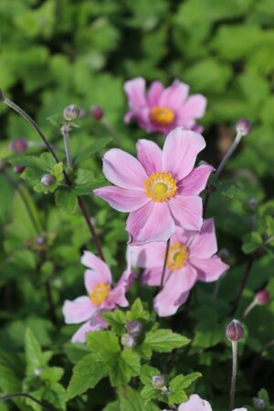 Anemone hyb. 'Loreley' geen maat specificatie 0,55L/P9cm - afbeelding 1