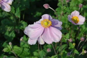 Anemone hyb. 'Loreley' geen maat specificatie 0,55L/P9cm