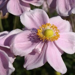 Anemone hyb. 'Loreley' geen maat specificatie 0,55L/P9cm - afbeelding 2