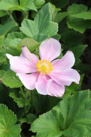 Anemone hyb. 'Loreley' geen maat specificatie 0,55L/P9cm - afbeelding 1