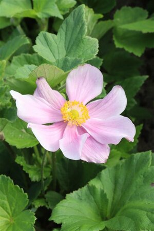 Anemone hyb. 'Loreley' geen maat specificatie 0,55L/P9cm - afbeelding 2