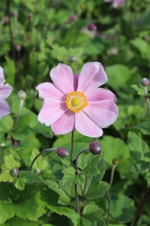 Anemone hyb. 'Loreley' geen maat specificatie 0,55L/P9cm - afbeelding 2