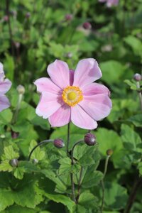 Anemone hyb. 'Loreley' geen maat specificatie 0,55L/P9cm - afbeelding 3